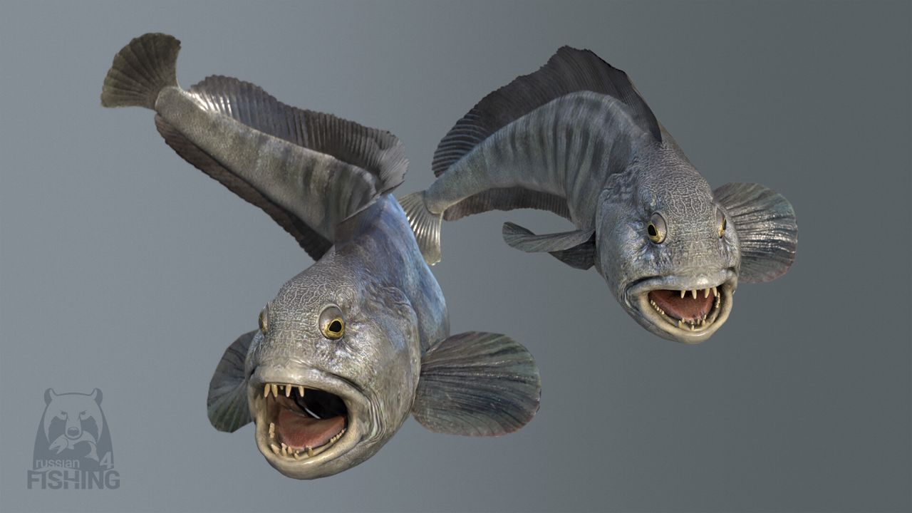 Russian Fishing 4 ekran görüntüsü 4