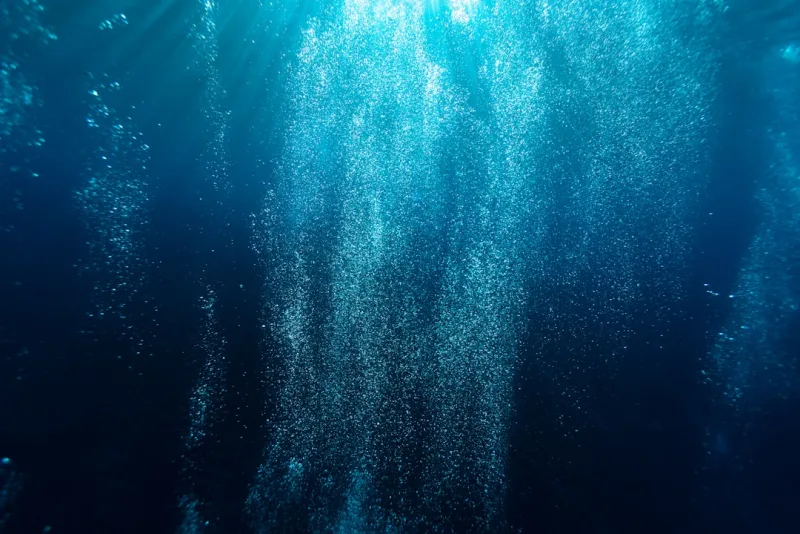 Milyonlarca Yılın Sessiz Mimarları: Deniz Süngerlerinin Biyolojik ve Ekolojik Önemi