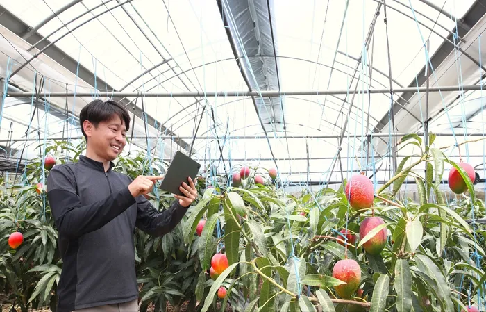 Samsung EcoPulse: Güneşli IoT Ağıyla Jeollanam‑do’da Tarım Devrimi