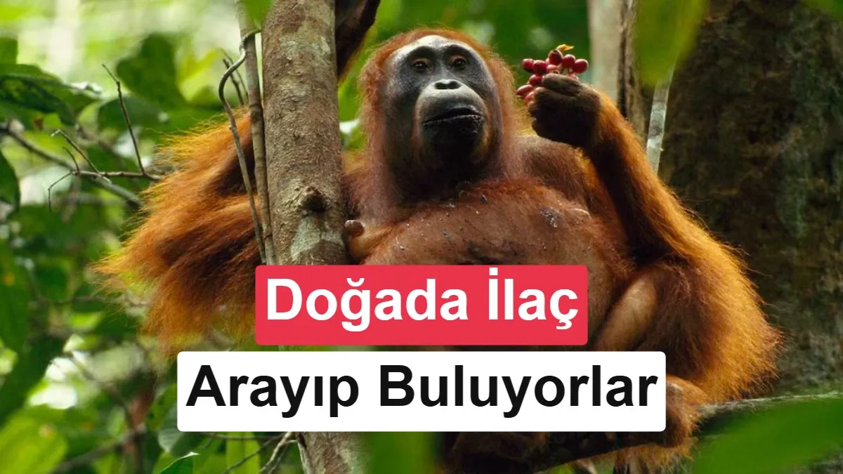 Orangutanlar Doğanın Eczanesini Kullandı: 20 Yıllık Araştırma Şifalı Bitkileri Ortaya Çıkardı