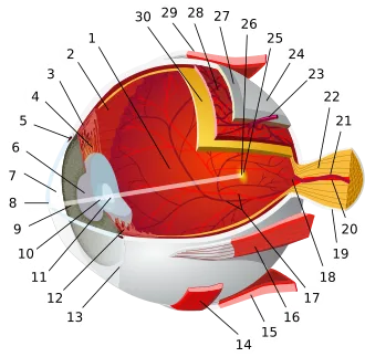 Göz