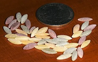 Arpa şehriye